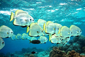 Platax boersii