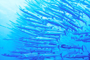 Sphyraena barracuda