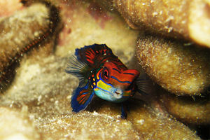 Synchiropus splendidus