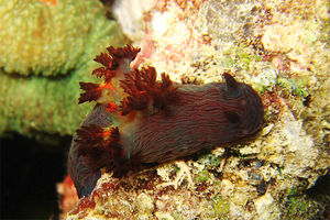 Nembrotha mullineri