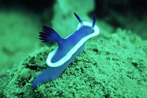 Hypselodoris violacea