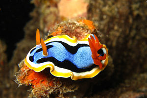 Chromodoris annae