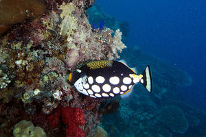 Balistoides conspicillum
