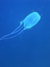 箱形水母