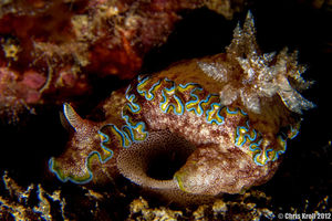 Glossodoris cincta