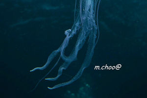 Pelagia noctiluca