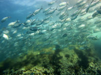 浮游生物层 Plankton