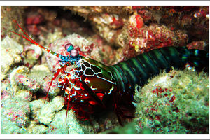 Odontodactylus scyllarus