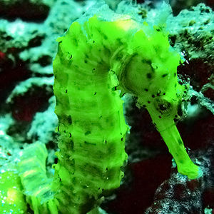 Hippocampus comes