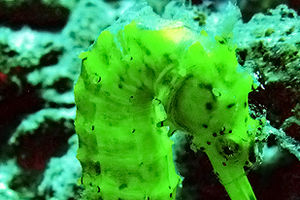Hippocampus comes