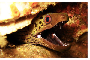 Gymnothorax flavimarginatus