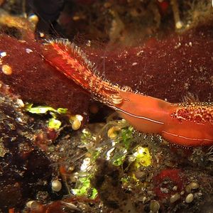 Leander plumosus