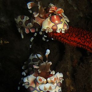 Hymenocera picta