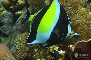 Zanclus cornutus