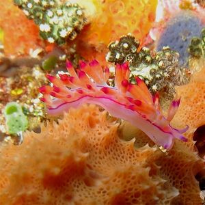 Coryphellina rubrolineata