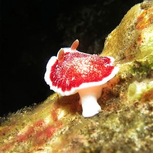 白边多彩海蛞蝓