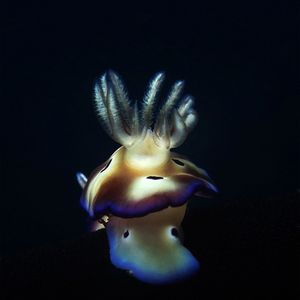 崔恩多彩海蛞蝓