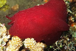 Pleurobranchus forskalii