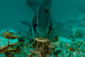 Plotosus lineatus