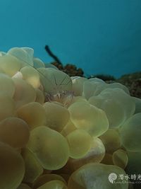 卷曲气泡珊瑚