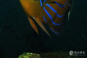 Pomacanthus annularis