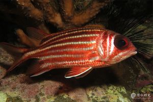 Sargocentron cornutum