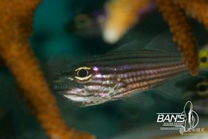 Cheilodipterus artus