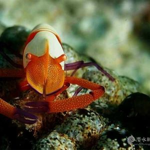 帝王虾
