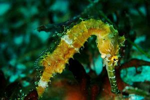 Hippocampus histrix