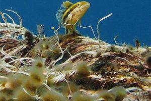 Petroscirtes breviceps