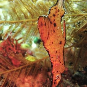 Solenostomus cyanopterus