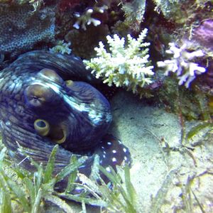 Octopus cyanea