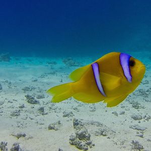 Amphiprion bicinctus