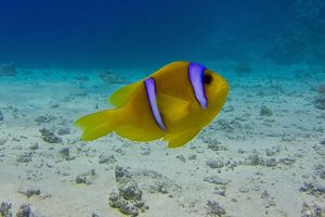 Amphiprion bicinctus