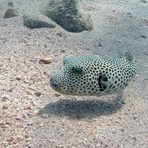 Arothron stellatus