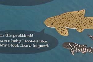 Stegostoma fasciatum