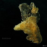大嘴海蛞蝓