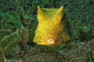 Lactoria cornuta