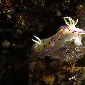 Goniobranchus kuniei