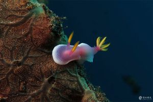 Hypselodoris apolegma