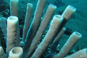 Haliclona (Reniera) fascigera