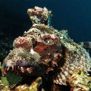 Scorpaenopsis oxycephala