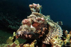 Scorpaenopsis papuensis