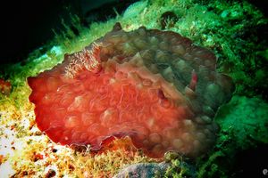 Asteronotus hepaticus