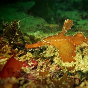 Solenostomus cyanopterus