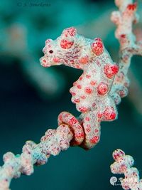 新物种之豆丁海马(Pygmy Seahorse)