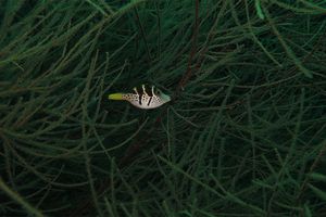 Paraluteres prionurus