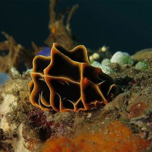 脊状叶海蛞蝓