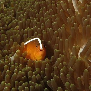 Amphiprion sandaracinos
