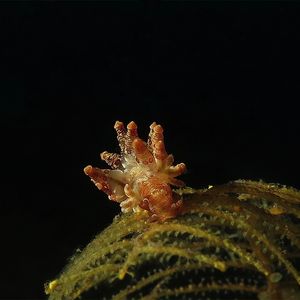 Eubranchus ocellatus